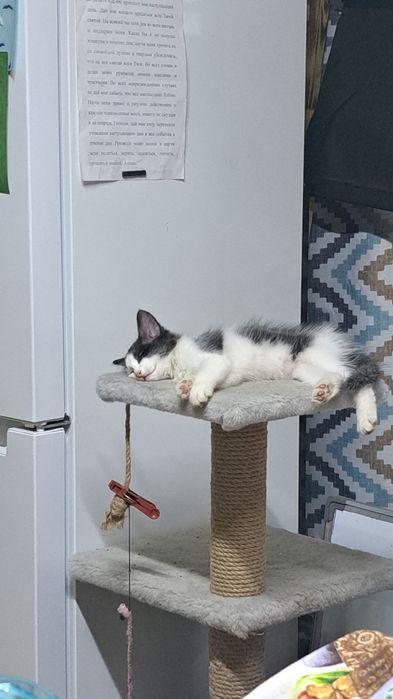 Отдам котика (мальчик)