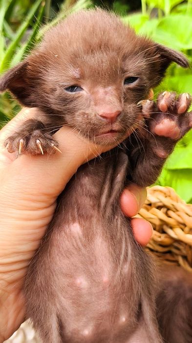 ОРИЕНТАЛЫ . Котята, Питомник