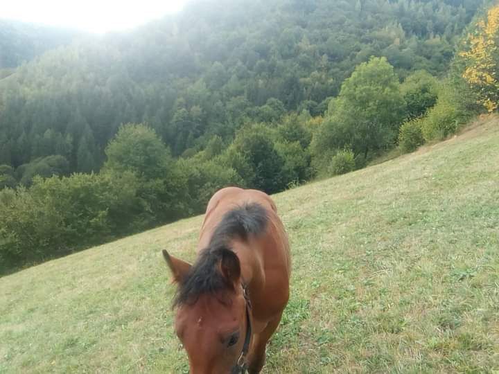Mânz de vânzare 50 de milioane 50 * 40