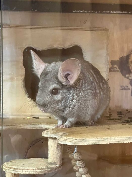 Продам шиншиллу мальчик 3  месяца