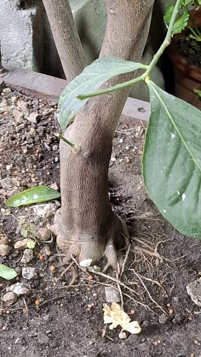 Lamai de vanzare si dafin