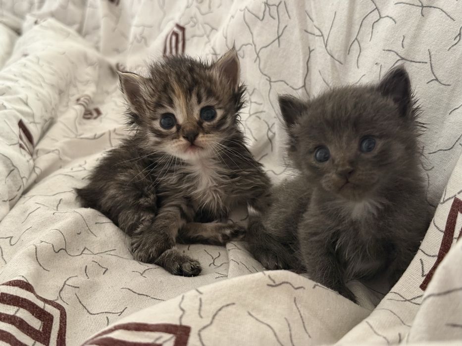 Отдам котят в добрые руки