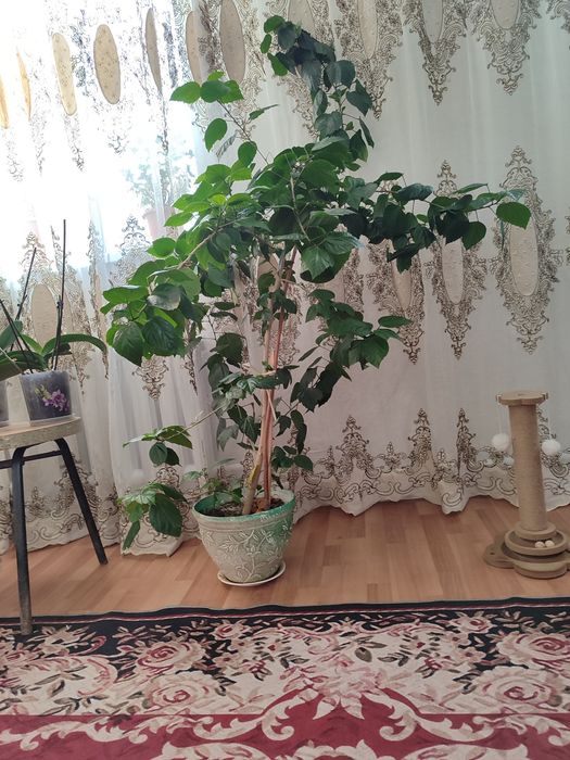 Китайская роза цветы