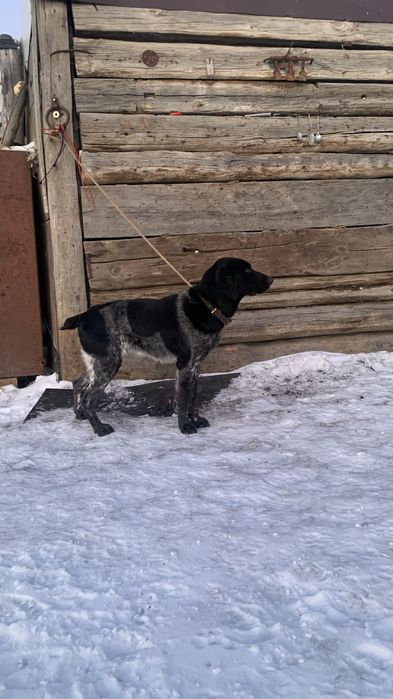 Продам помеся поинтера с курцхааром