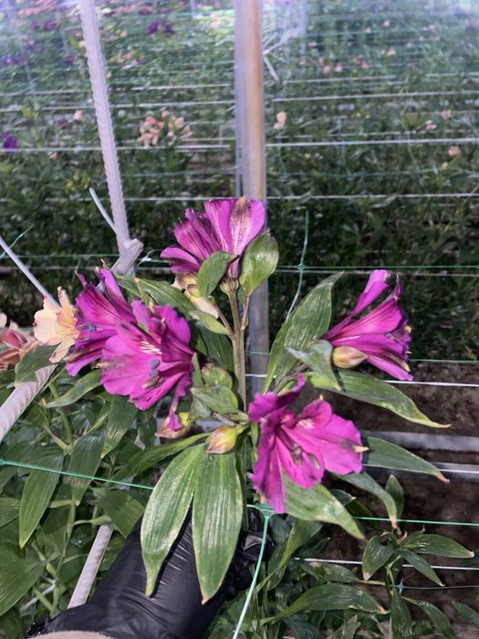 Корни альстромерии