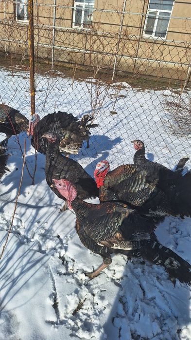 Продаю индюков самец