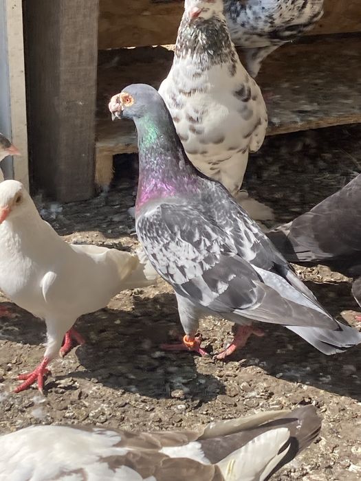 Porumbei gusati si cochincina schimb