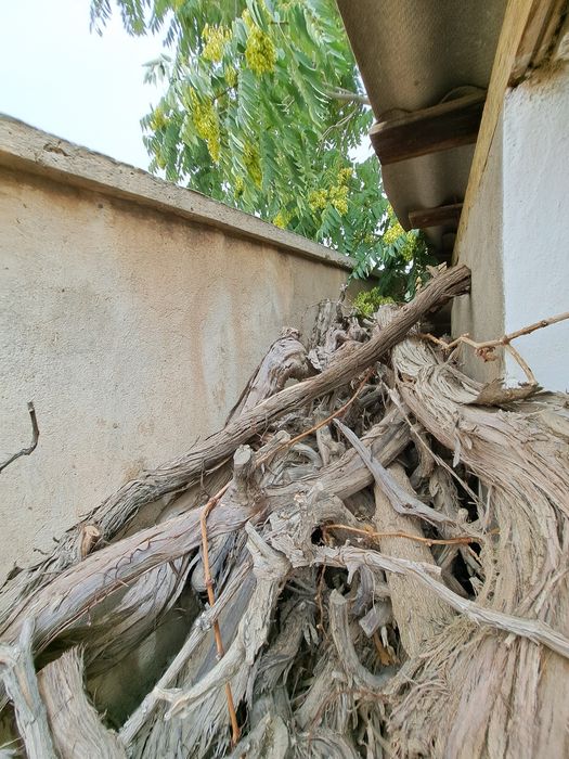 Srochno Aralash o'tin sotiladi