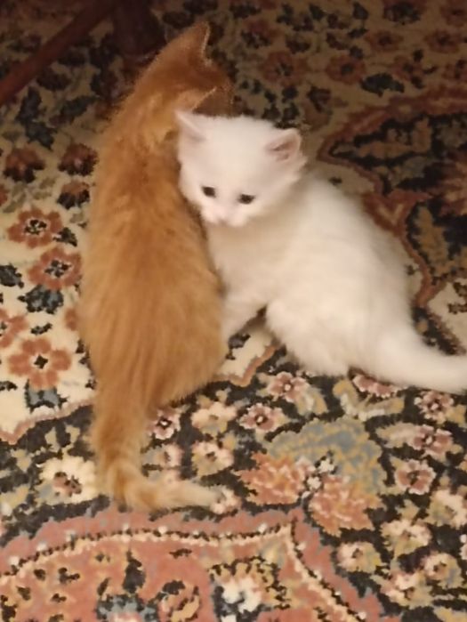 Котята красивые..