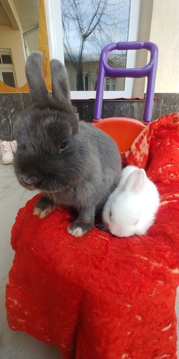 Продается кролик