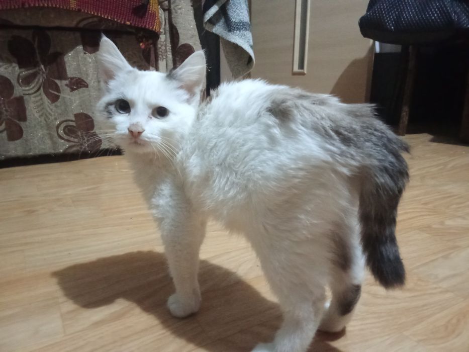 Отдам в добрые руки