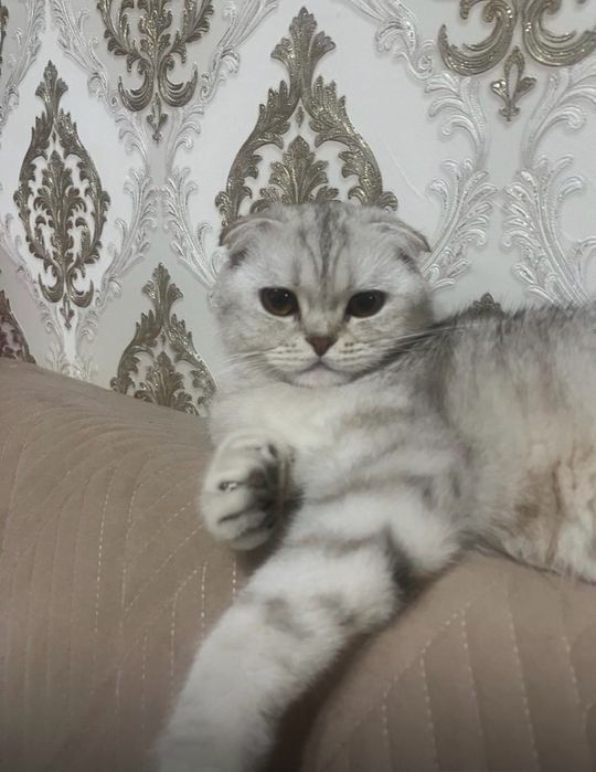 Шатландых марғаулар сатылады