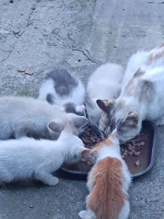 Котятки в добрые руки