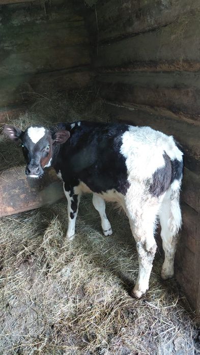 Vând vacă cu vițel