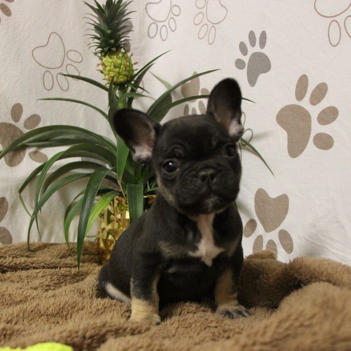 ***Френски булдочета ***