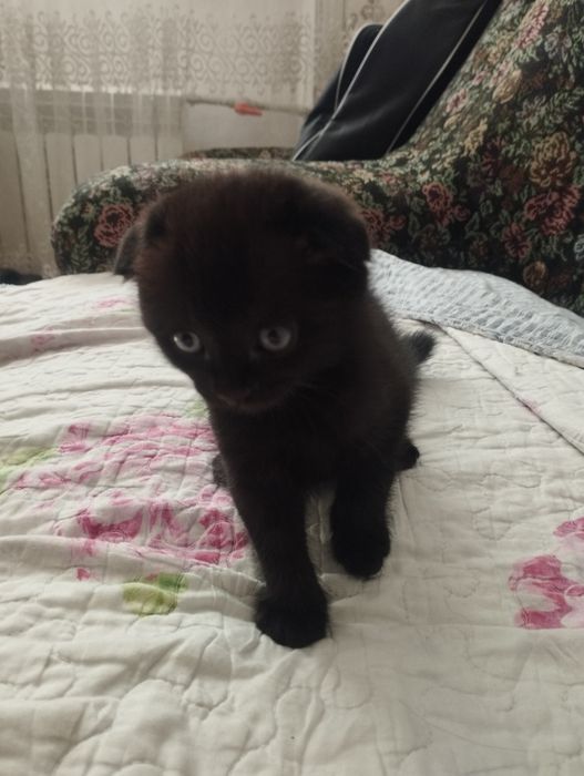 Шотландские котята Scottish fold