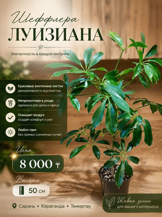 Шефлера разная..