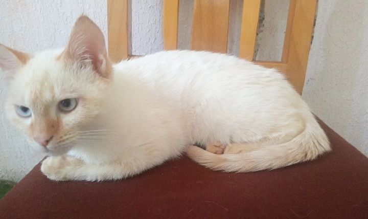 Mushuk sotiladi srochna