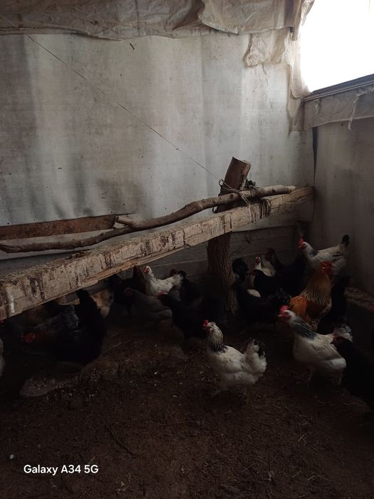 Тауық жумыртка инкубатор