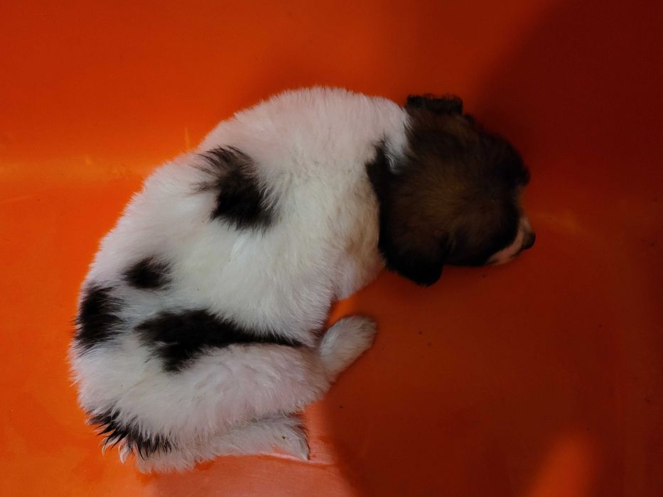 Спасени кученца търсят дом