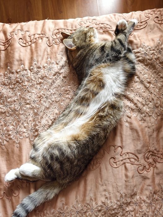 Отдам котика хорошего