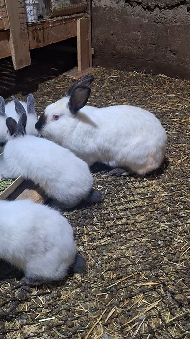 Семейка Калифорний