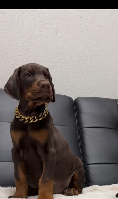 Pui doberman maro