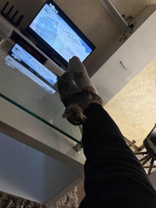 Котки две едната на 5месеца другата на 8месеца