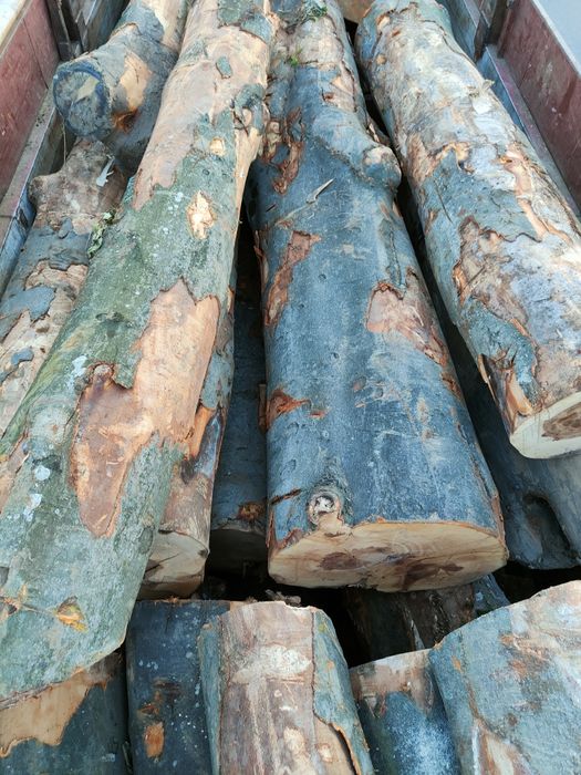 Lemn foc fag 420mc  transport inclus