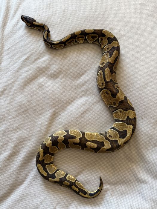 Продам королевских питонов