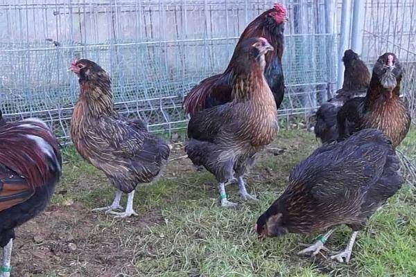 Oua BIO din gaini pășunate