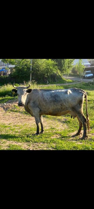 Продам корову срочно