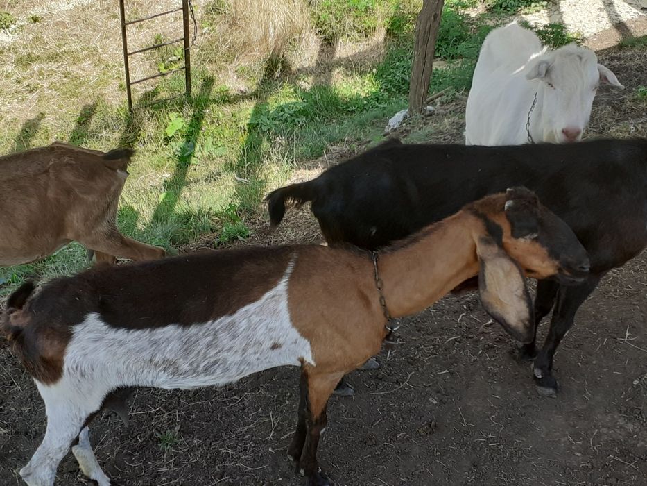 Capre anglonubian de vânzare