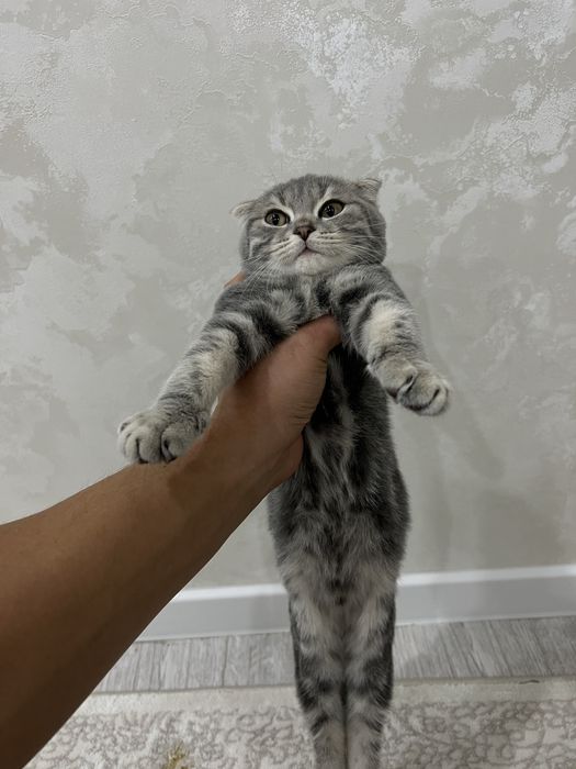 Продаётся котёнок шотландская вислоухая
