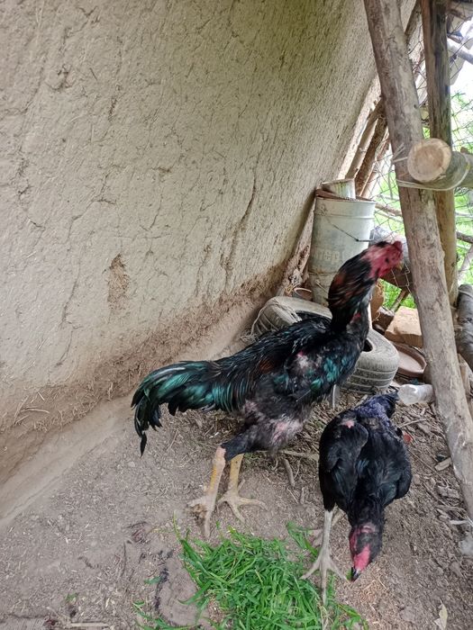 Бойцовый петух хороший