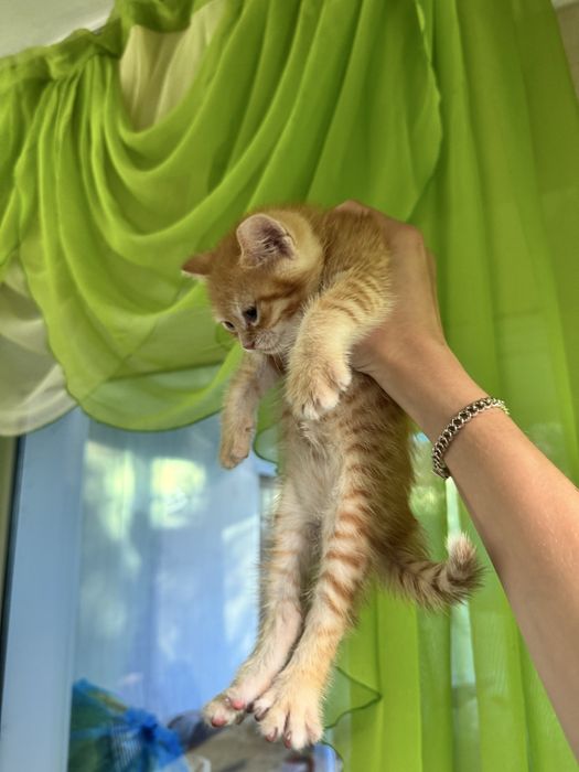 Котята бесплатно