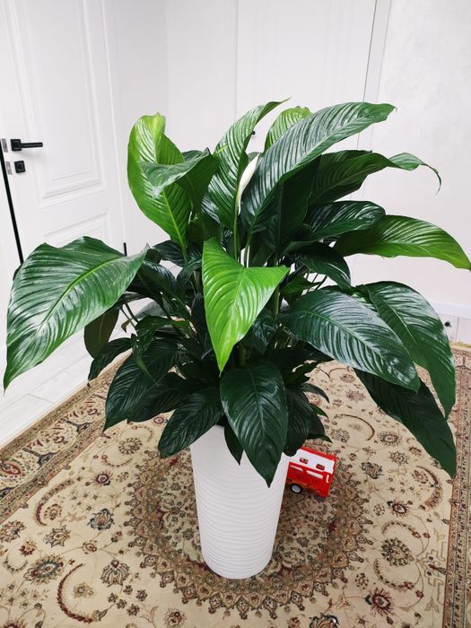 Цветы комнатные . Доставка