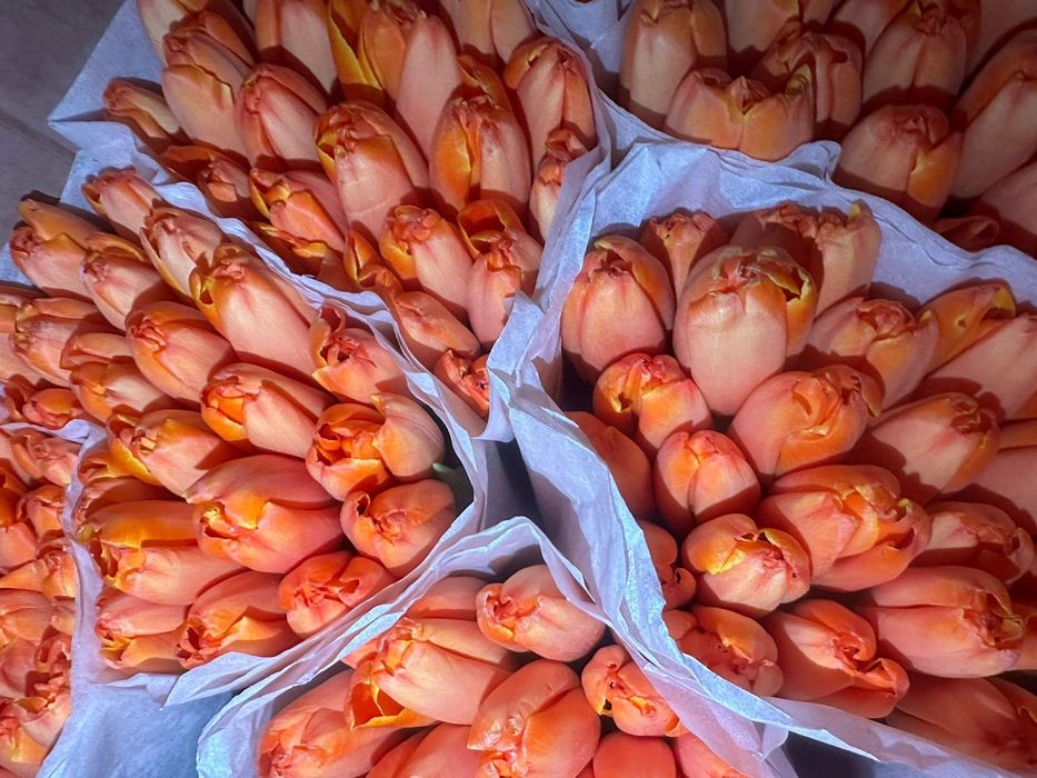 Тюльпаны   Белоруссия  от 700