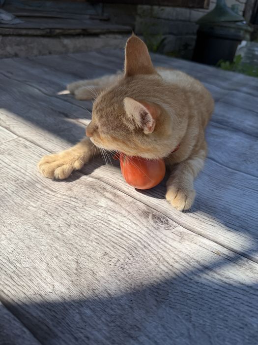 Котик в добрые руки