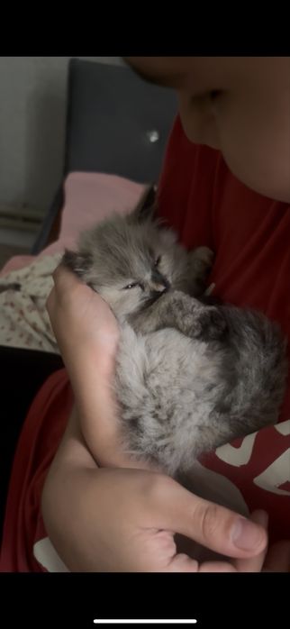 Котенок 2 месяца девочка сиамский