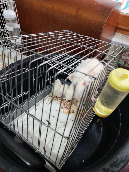 Продаются домашние крысы