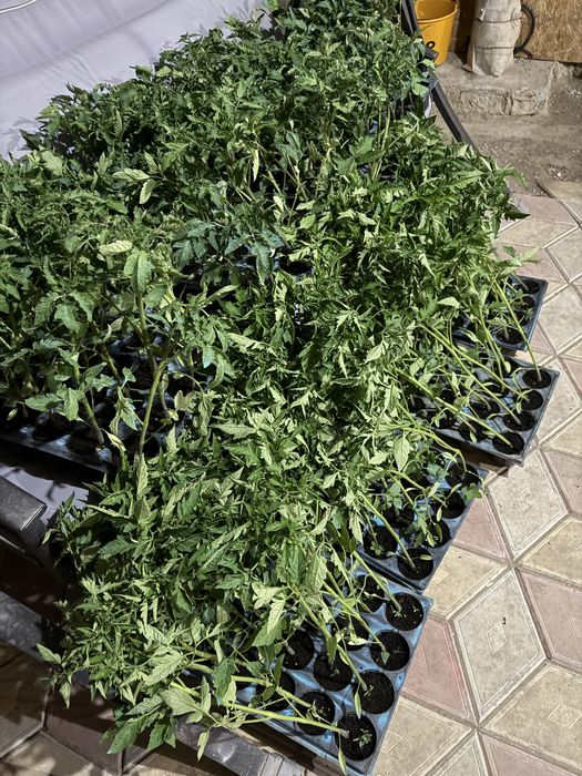 Vand rosii prekos si vitara