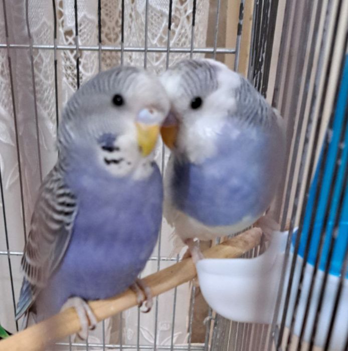 Попугаи волнистые есть 4 птицы