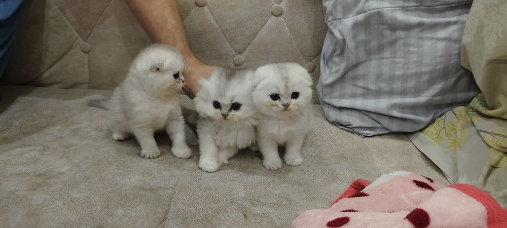 Продаются котята шотландская вислоухая  скоттиш-фолд