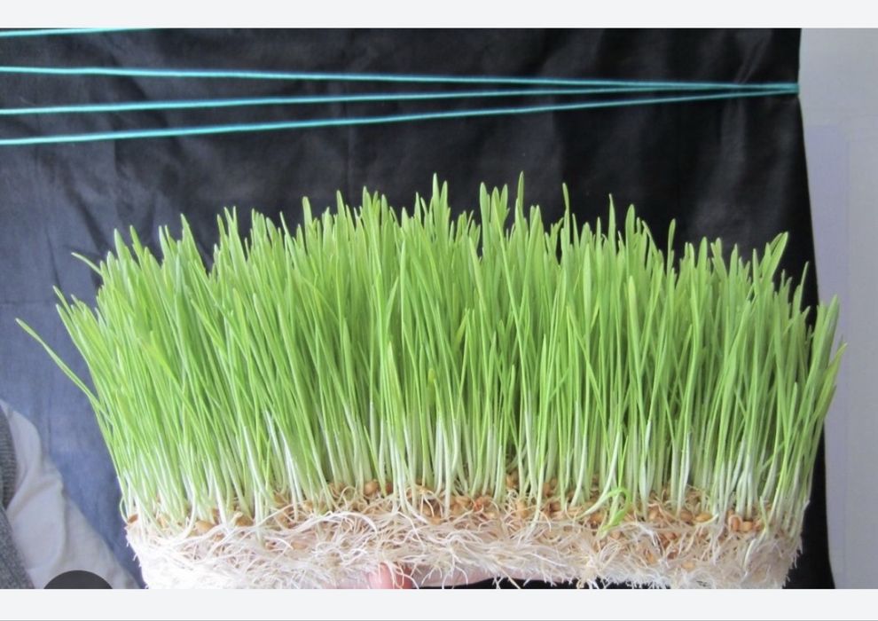 Гидропон.продаем