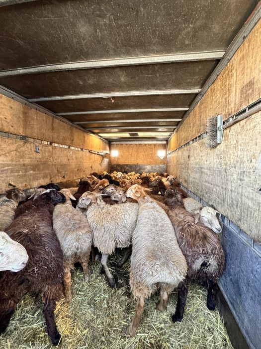 Скотовоз Мал тасу