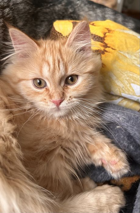 Шотландский  котенок