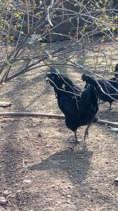 Uxayel tovuqlarning tuxumlari