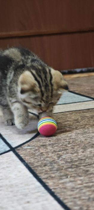 Шотландские котятя