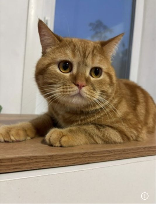 Бронь очаровательных котят